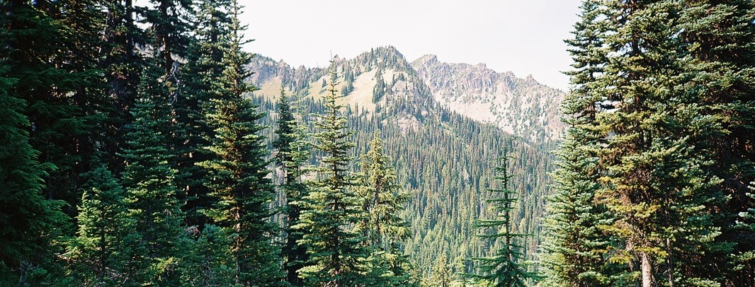 Turquoise mountain lake framed by pines